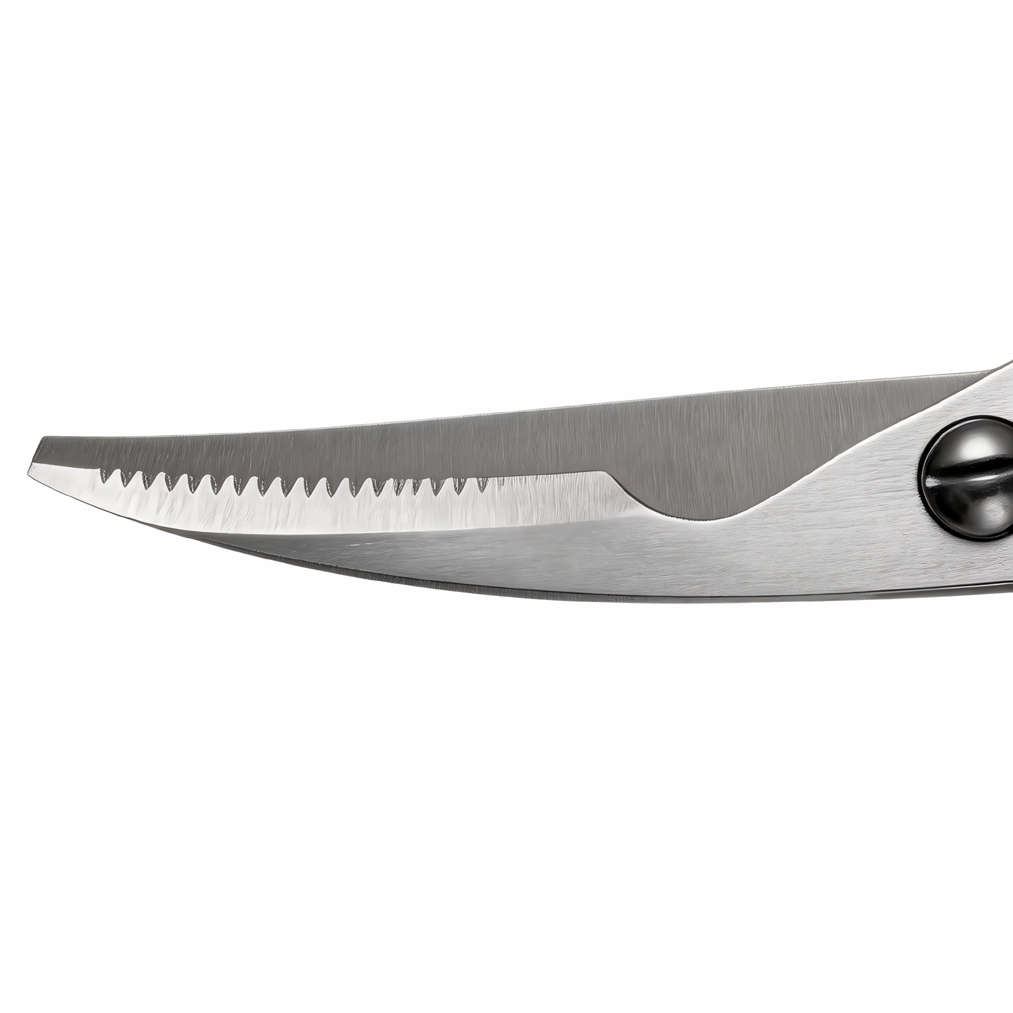 Close up of serrated stainless steel blade on kitchen scissors isolated on white background KL-SC-KT-002